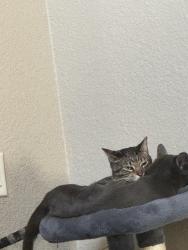 Lost Male Cat last seen Seeton rd, Grand Prairie, TX 75054