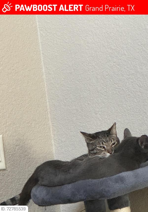 Lost Male Cat last seen Seeton rd, Grand Prairie, TX 75054