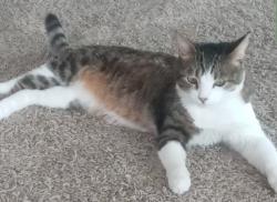 Lost Male Cat last seen Apache wells, Mesa, AZ 85215