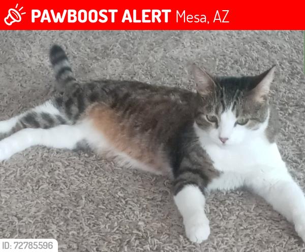 Lost Male Cat last seen Apache wells, Mesa, AZ 85215