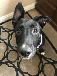Lost Female Dog last seen Near Border Highway across the street from the Albertsons, Whitney, NV 89122