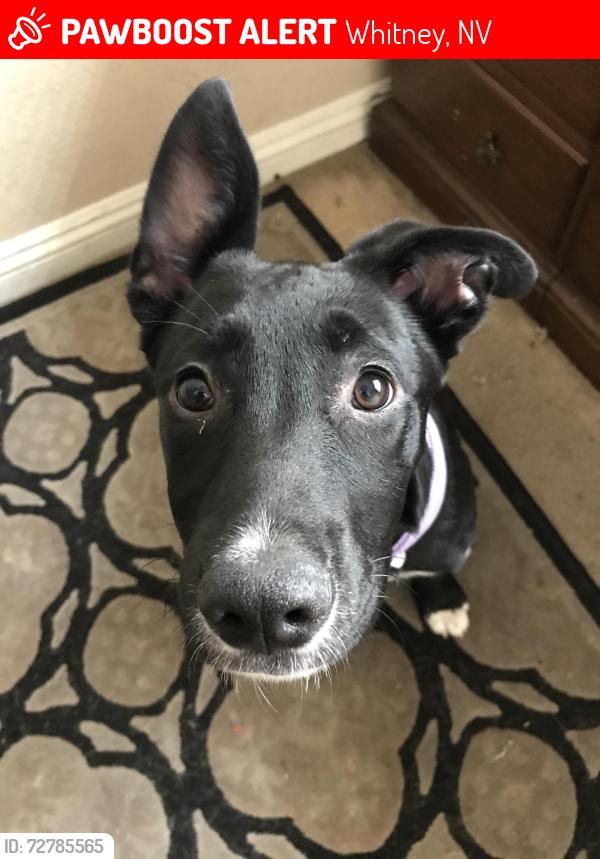 Lost Female Dog last seen Near Border Highway across the street from the Albertsons, Whitney, NV 89122