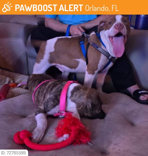 Found/Stray Male Dog last seen Near Challenger Tech Ct, Orlando, FL 32826