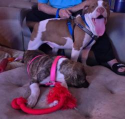 Found/Stray Male Dog last seen Near Challenger Tech Ct, Orlando, FL 32826