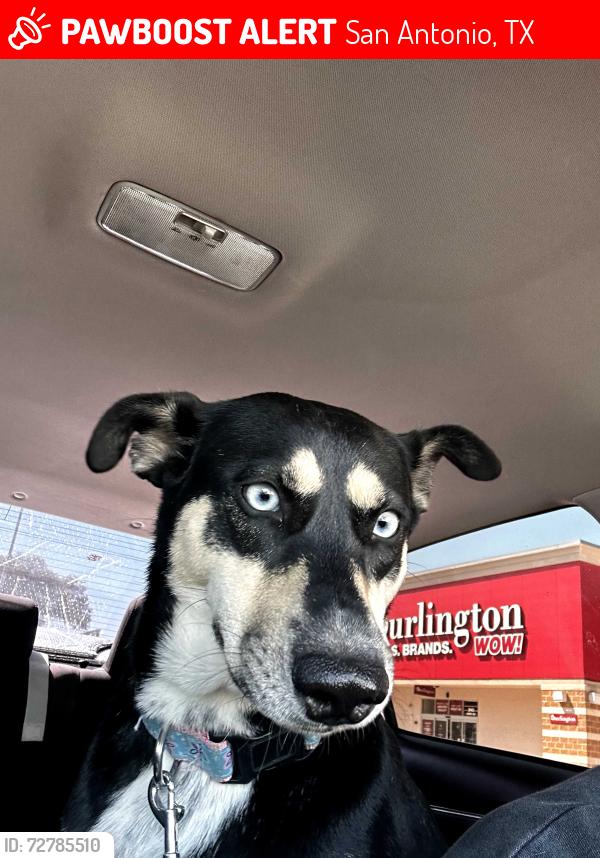 Lost Female Dog last seen Amanda st, Dorie Miller elementary, San Antonio, TX 78210