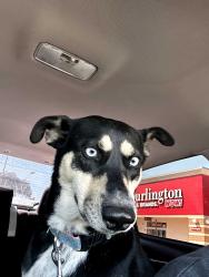Lost Female Dog last seen Amanda st, Dorie Miller elementary, San Antonio, TX 78210