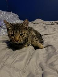 Lost Male Cat last seen Airport rd by baker high school, Mobile, AL 36695
