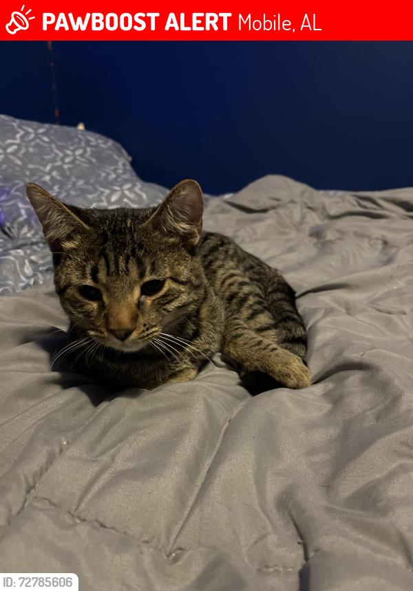 Lost Male Cat last seen Airport rd by baker high school, Mobile, AL 36695