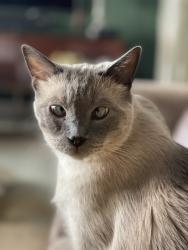 Lost Male Cat last seen Laverne and Toledo, Palm Springs, CA 92264