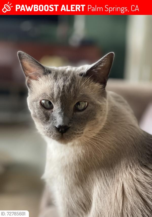 Lost Male Cat last seen Laverne and Toledo, Palm Springs, CA 92264