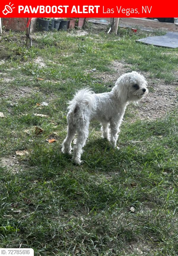 Lost Male Dog last seen Charleston and lamb , Las Vegas, NV 89110