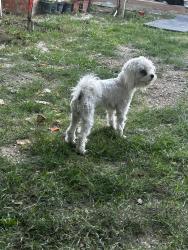 Lost Male Dog last seen Charleston and lamb , Las Vegas, NV 89110
