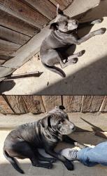Found/Stray Male Dog last seen Palm and Herndon, Fresno, CA 93721