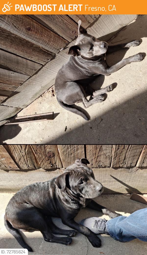 Found/Stray Male Dog last seen Palm and Herndon, Fresno, CA 93721