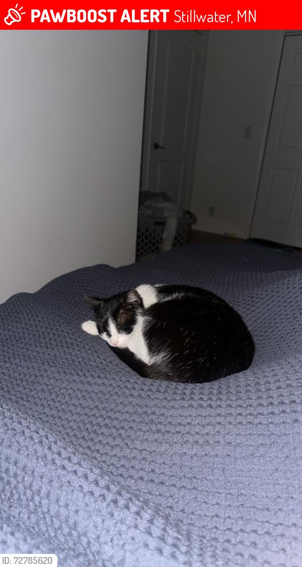 Lost Female Cat last seen maple street and fourth street, Stillwater, MN 55082
