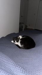 Lost Female Cat last seen maple street and fourth street, Stillwater, MN 55082