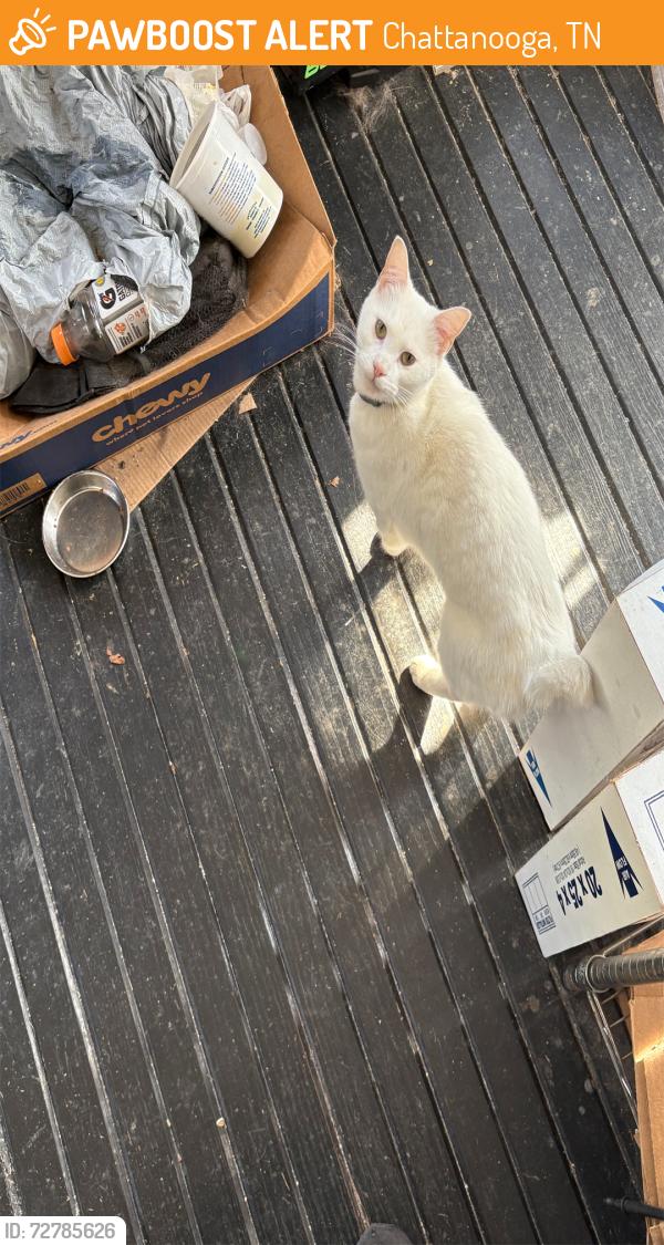 Found/Stray Male Cat last seen Mississippi Avenue, Chattanooga, TN 37405