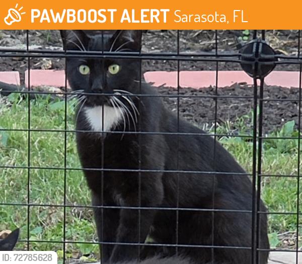 Found/Stray Unknown Cat last seen Sarasota airport, Sarasota, FL 34234