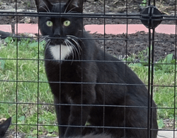 Found/Stray Unknown Cat last seen Sarasota airport, Sarasota, FL 34234