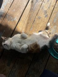 Found/Stray Female Cat last seen Basin Road, Rocky Branch Road, Pebble Lane, Old Lacy Hollow Road, Carter County, TN 37643