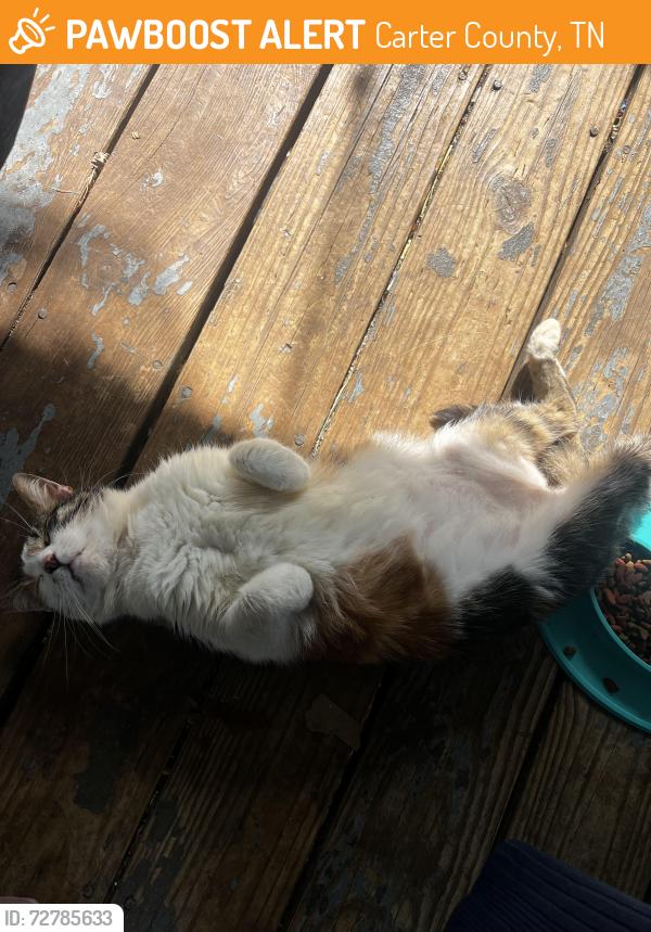 Found/Stray Female Cat last seen Basin Road, Rocky Branch Road, Pebble Lane, Old Lacy Hollow Road, Carter County, TN 37643