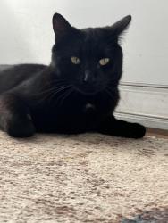 Found/Stray Male Cat last seen Between federal and Pecos on 92nd Ave., Federal Heights, CO 80260