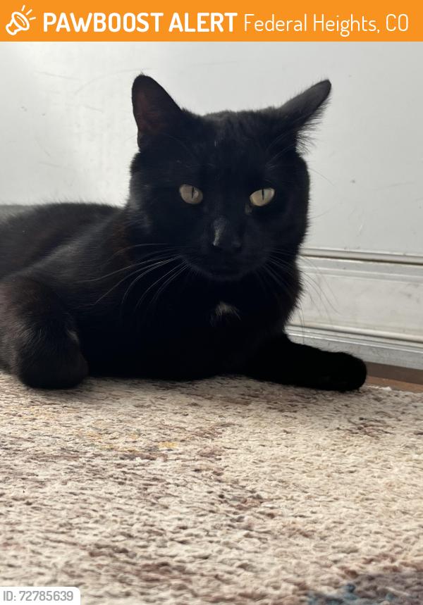 Found/Stray Male Cat last seen Between federal and Pecos on 92nd Ave., Federal Heights, CO 80260