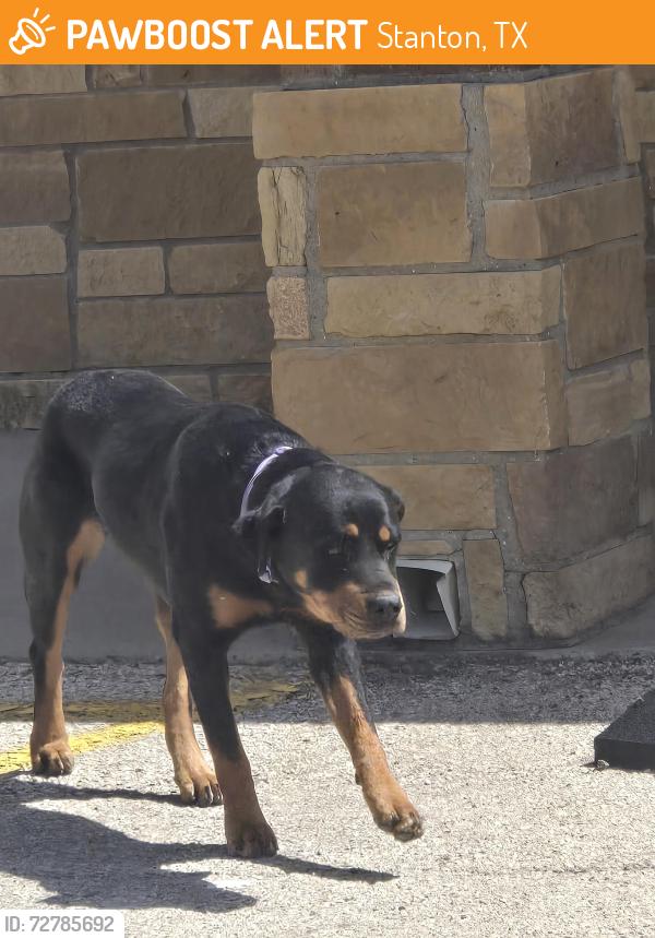 Found/Stray Unknown Dog last seen Church, Stanton, TX 79782