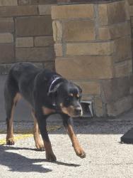 Found/Stray Unknown Dog last seen Church, Stanton, TX 79782
