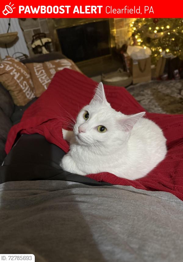 Lost Female Cat last seen Clearfield Fairgrounds , Clearfield, PA 16830