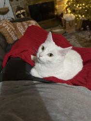 Lost Female Cat last seen Clearfield Fairgrounds , Clearfield, PA 16830