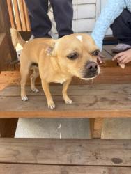 Found/Stray Male Dog last seen 11th and 5th street, north greely, Greeley, CO 80631