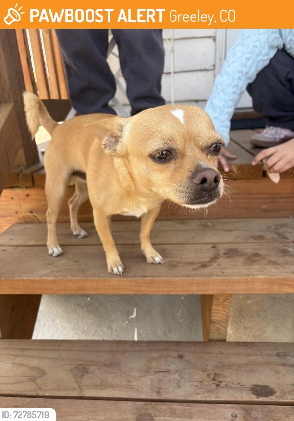 Found/Stray Male Dog last seen 11th and 5th street, north greely, Greeley, CO 80631
