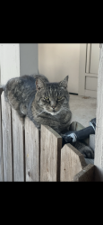 Lost Male Cat last seen Briar Ct and George St , Pearland, TX 77581