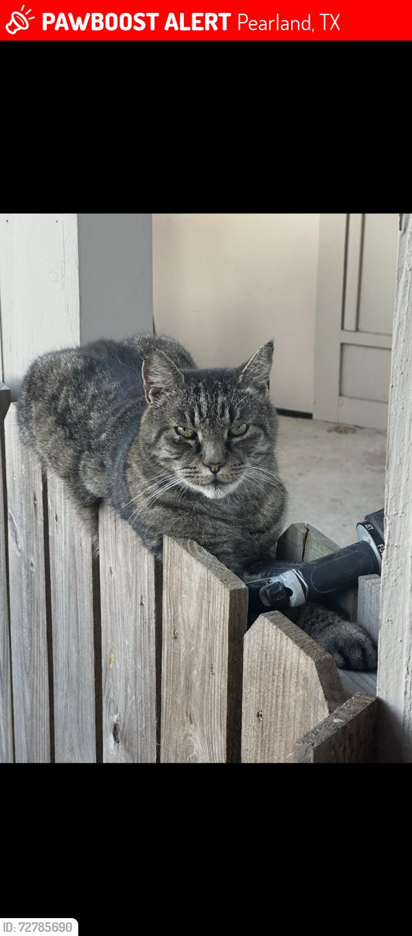 Lost Male Cat last seen Briar Ct and George St , Pearland, TX 77581