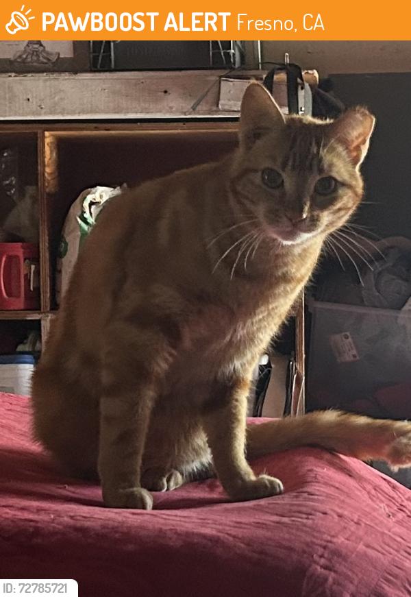 Found/Stray Unknown Cat last seen Shaw and West, Fresno, CA 93705