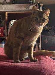 Found/Stray Unknown Cat last seen Shaw and West, Fresno, CA 93705