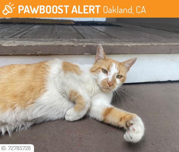 Found/Stray Unknown Cat last seen Clarke st and 38th, Oakland, CA 94609