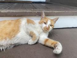 Found/Stray Unknown Cat last seen Clarke st and 38th, Oakland, CA 94609