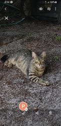 Found/Stray Unknown Cat last seen southern Blvd. & royal palm beach, Wellington, FL 33414