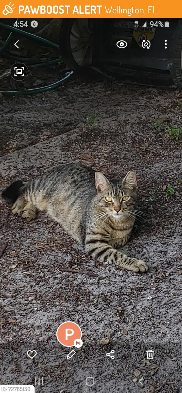 Found/Stray Unknown Cat last seen southern Blvd. & royal palm beach, Wellington, FL 33414