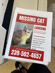Lost Female Cat last seen Ne Cape Coral , Cape Coral, FL 33909