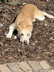 Lost Male Dog last seen Rockvale Dr & Capitol Dr: Near Chartwell Park , Peoria, IL 61614
