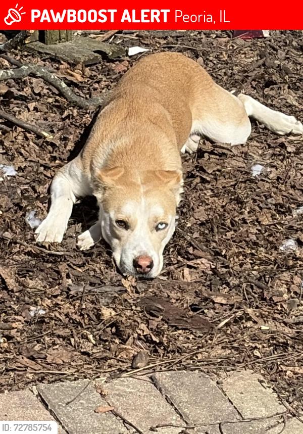 Lost Male Dog last seen Rockvale Dr & Capitol Dr: Near Chartwell Park , Peoria, IL 61614