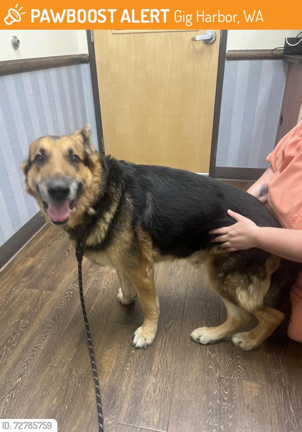 Found/Stray Male Dog last seen 38th, Gig Harbor, WA 98335