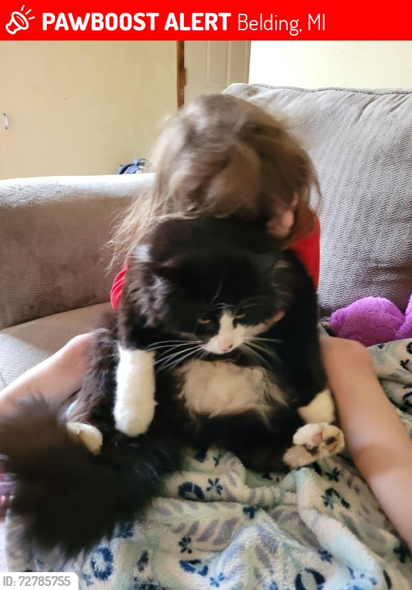 Lost Male Cat last seen Belding and Lincoln lake, Belding, MI 48809