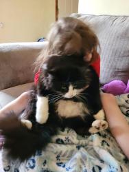 Lost Male Cat last seen Belding and Lincoln lake, Belding, MI 48809