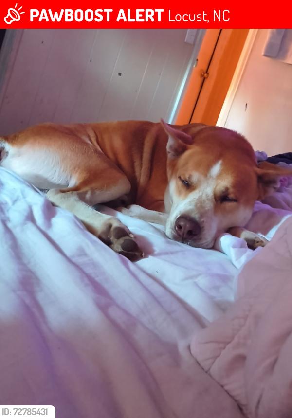 Lost Male Dog last seen Near the woods, N Central Ave, Locust, NC 28097