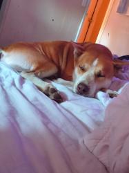 Lost Male Dog last seen Near the woods, N Central Ave, Locust, NC 28097