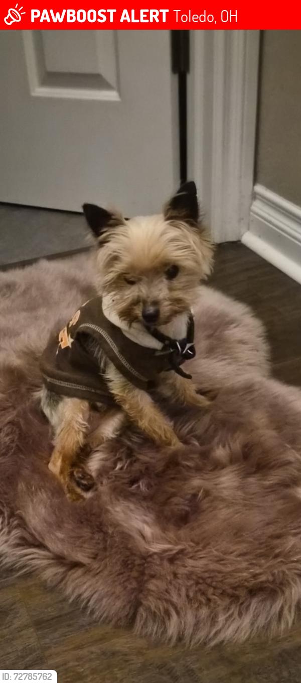 Lost Male Dog last seen Reynolds/ Dorr, Toledo, OH 43615